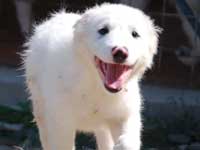 cucciolo di pastore abruzzese